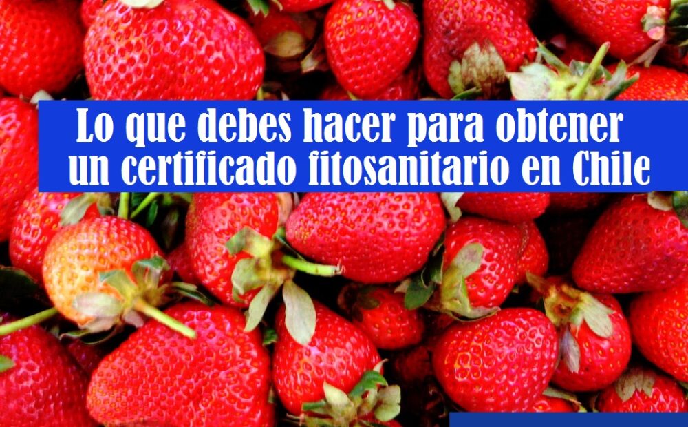 Lo que debes hacer para obtener un certificado fitosanitario en Chile